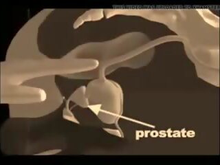 Hvordan til gi en prostata massasje, gratis xxx massasje skitten video mov